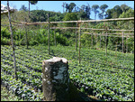 Coffee plants