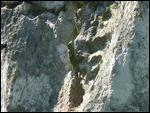 Reptile sunning on the rock