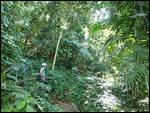 Cloud forest