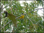 Oriole