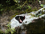 Copan Nature Trail - Butterfly