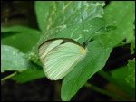 Copan Nature Trail - Butterfly