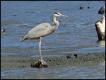 Heron, San Juan La Laguna