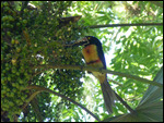 Collared Arakari (Toucan)