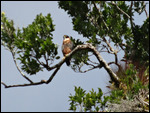 Orange-breasted falcon