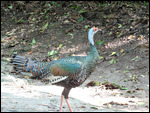Ocellated Turkey