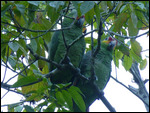 Red-lored (yellow-cheeked) Parrot