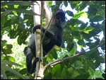 Spider Monkey