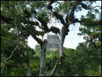 Templo IV (the tallest in Tikal)