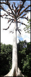 Tall Ceiba Tree - Guatemala's National Tree