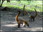 Coati foraging