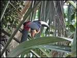 Collared Aracari