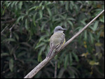 Tropical Kingbird
