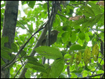 Red-capped Manakin (female)