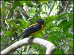 Black-throated Shrike Tanager