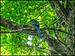 Blue-crowned Motmot