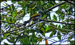 Bright-rumped Attila