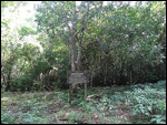 Chechen Negro tree - sign warns of toxic latex