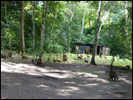 Coati group