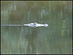 Croc on patrol!