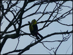 Keel-billed Toucan mating pair