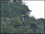 Keel-billed Toucan pair