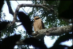 Laughing Falcon