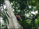 Montezuma Oropendola