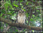 Mottled Owl