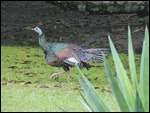 Ocellated Turkey