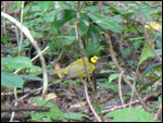 Hooded Tanager