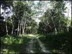 Path leading to reservoir