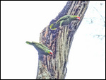 Red-lored Parrot