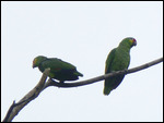 Red-lored (Yellow-cheeked) Parrot