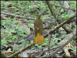 Royal Flycatcher