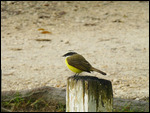 Great Kiskadee