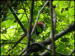 Squirrel Cuckoo