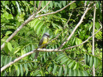 Tropical Kingbird
