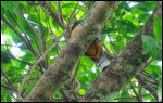 Violaceous Trogon