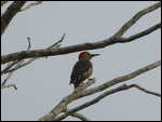 Golden-fronted Woodpecker