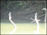 Tree Swallow - Macal River