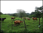 Pastures above Macal River