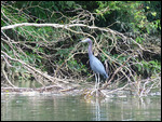 Heron on the river
