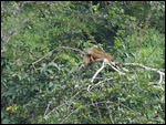 Iguana spotting - Macal River