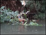 Gray-necked Wood-Rail - Macal River Kayak