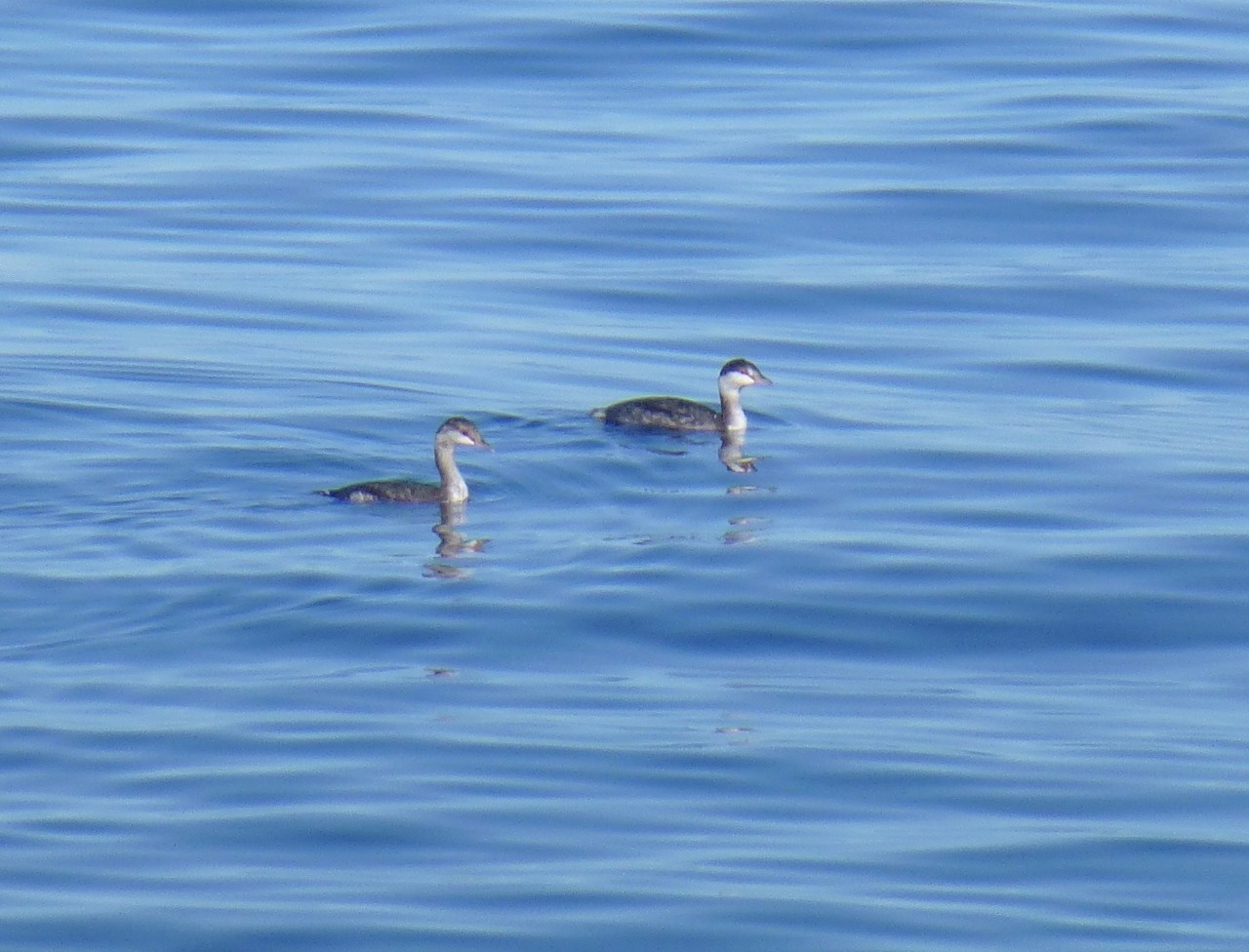 Grebe at Grand Marais, Lake Superior