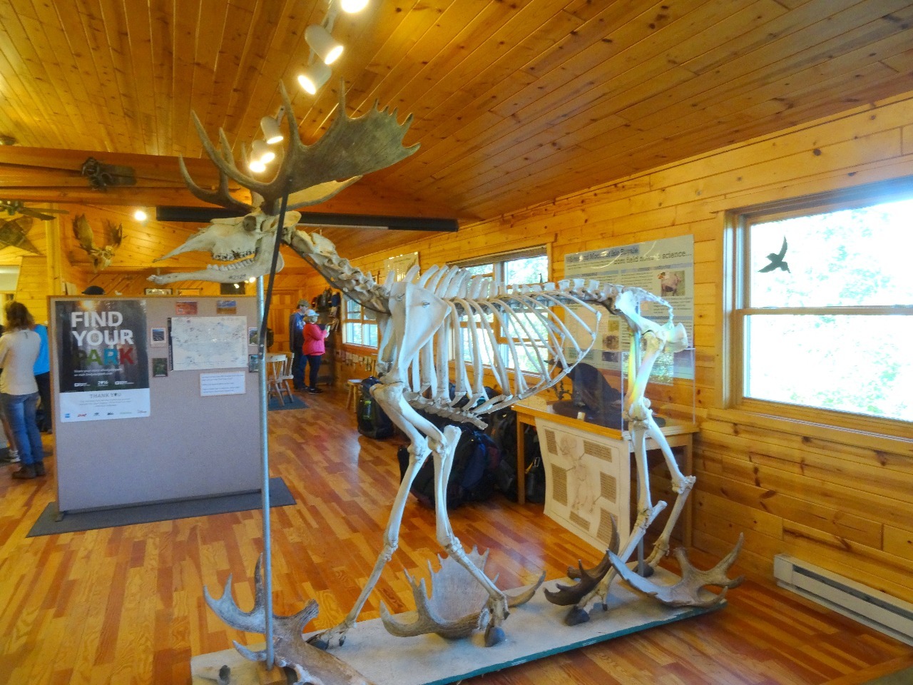 Windigo Visitor Center - Moose skeleton