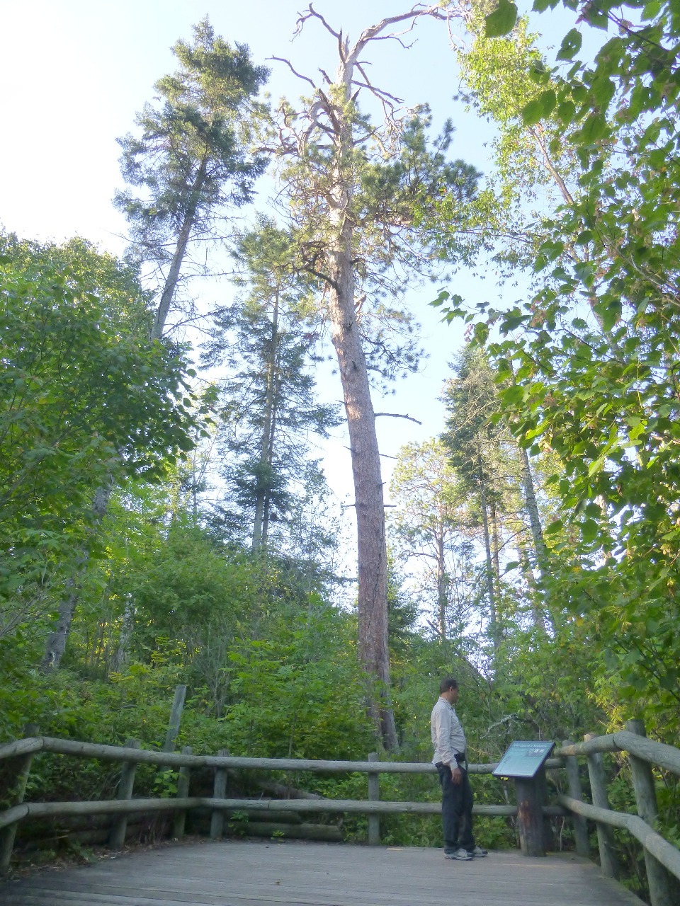 Big White Pine