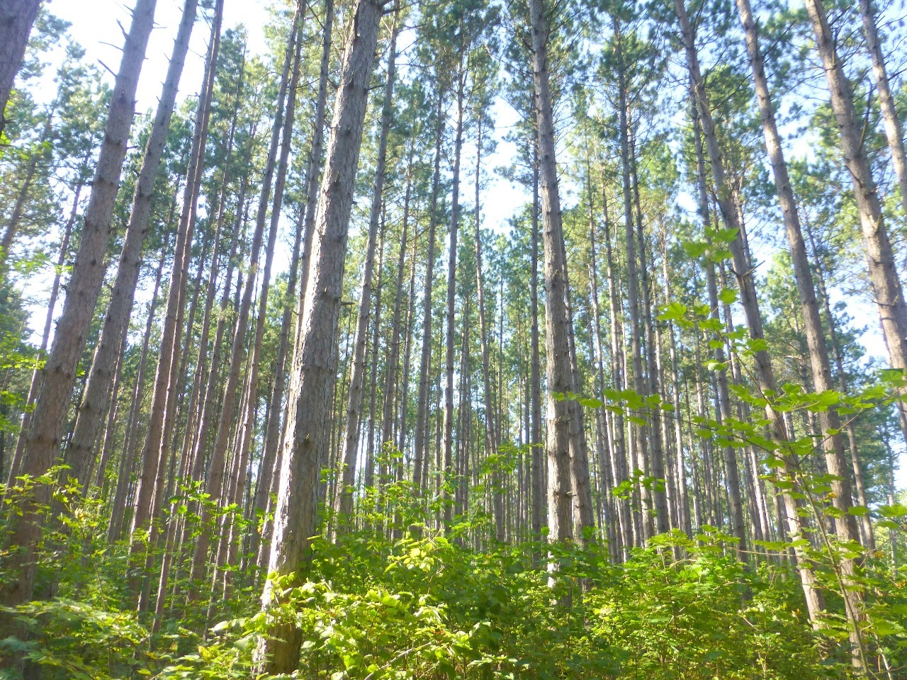 White spruce