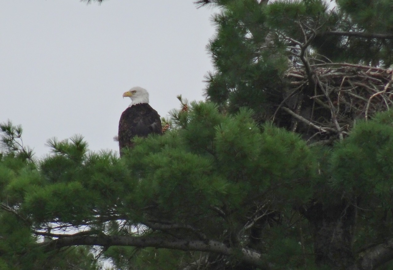 Bald Eagle and Nest